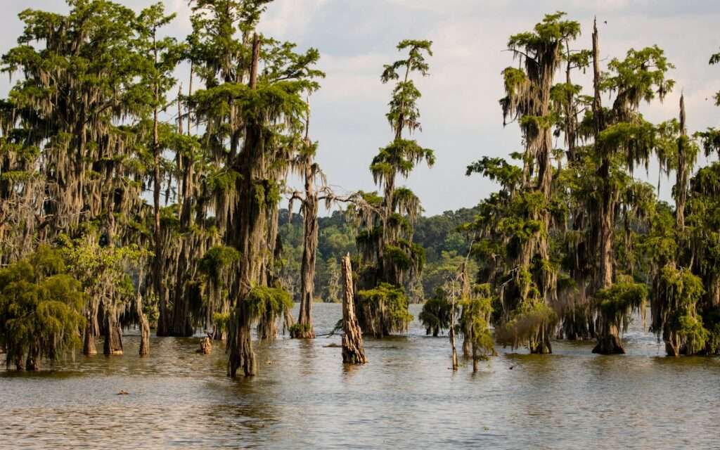 Moss-draped cypress trees standing in a Louisiana swamp