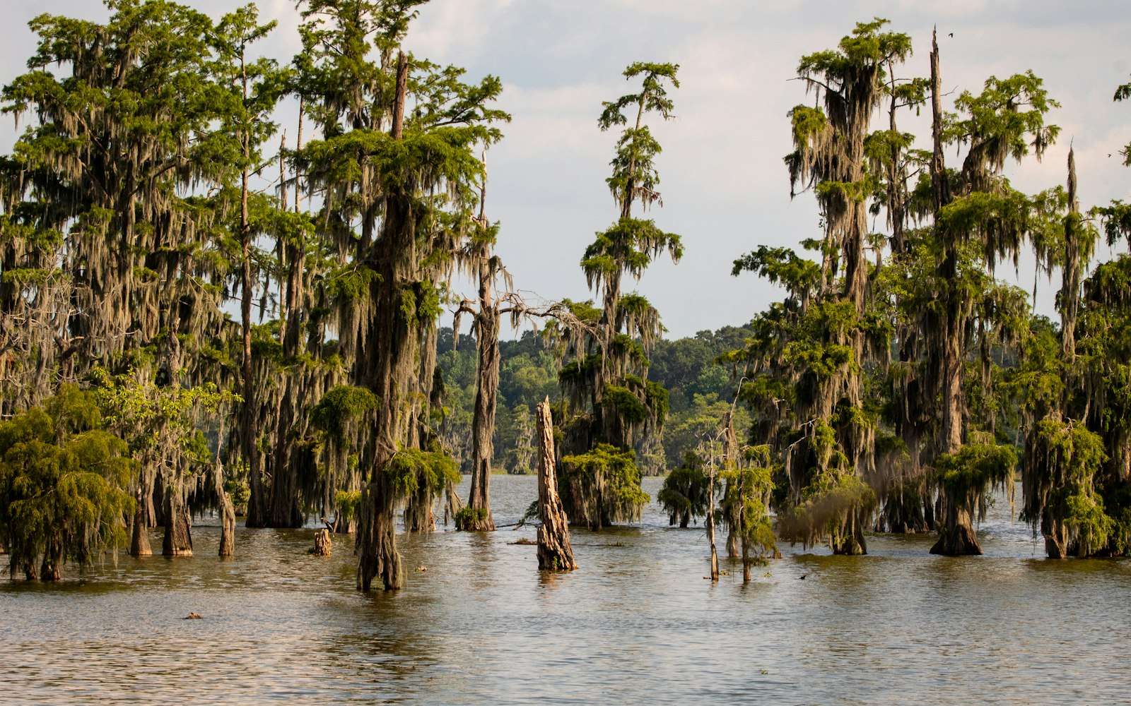 Moss-hung cypress in the Barataria swamp