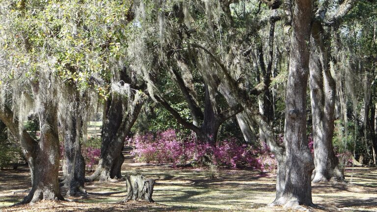 Moss-draped live oaks and pink azaleas in bloom in Avery Island's Jungle Gardens