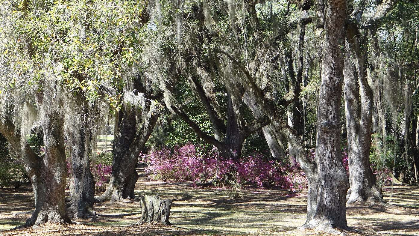 Moss-draped live oaks and pink azaleas in bloom in Avery Island's Jungle Gardens
